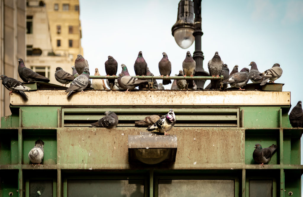 Pigeons in NYC