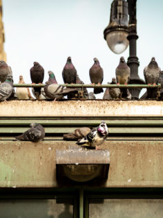 Pigeons in NYC