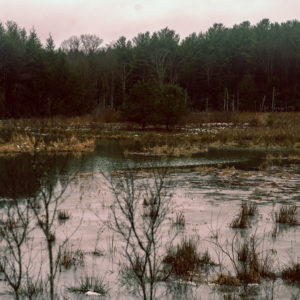 Water tree scene