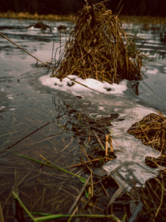 water and hay see through